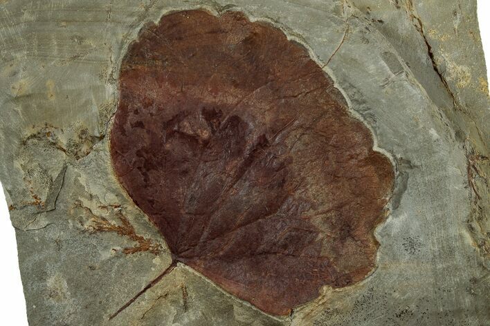 Fossil Leaf (Zizyphoides) - Montana #305944